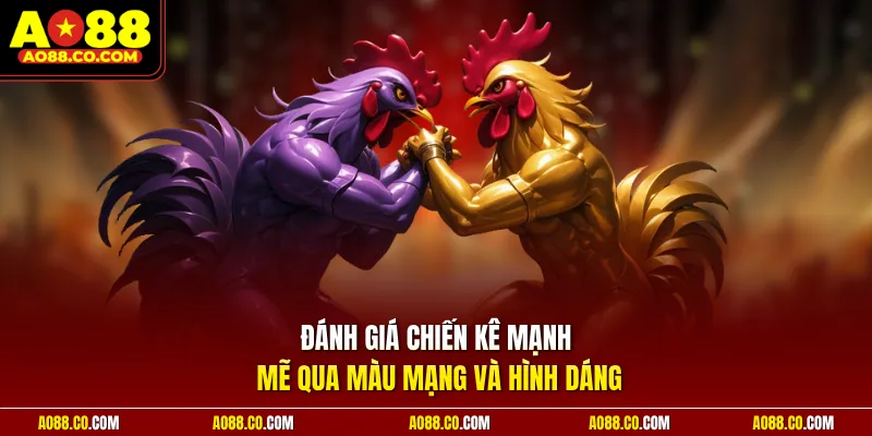 Đánh giá chiến kê mạnh mẽ qua màu mạng và hình dáng
