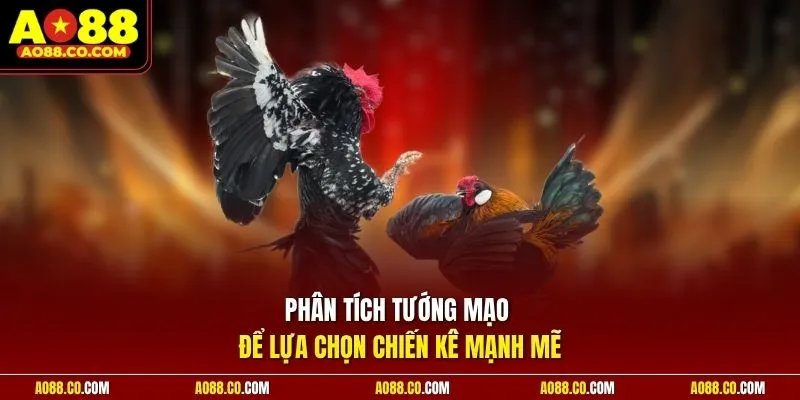 Phân tích tướng mạo để lựa chọn chiến kê mạnh mẽ