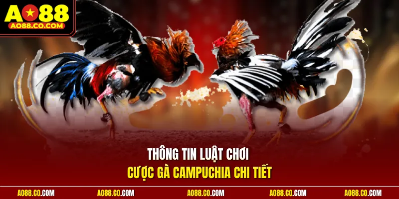 Thông tin luật chơi cược gà Campuchia chi tiết 