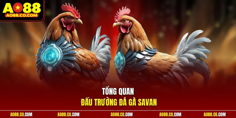 Tổng quan đấu trường đá gà Savan