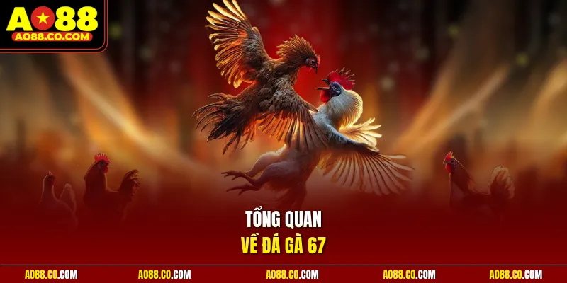 Tổng quan về đá gà 67